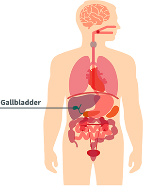 Gallbladder Diagram
